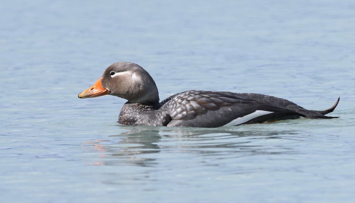 Flying Steamer-Duck - ML613124266