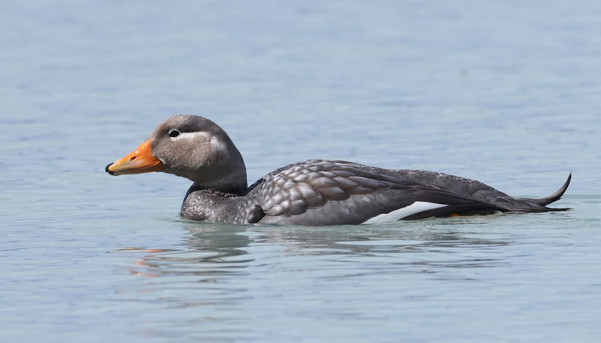 Flying Steamer-Duck - ML613124267