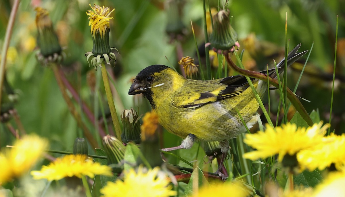 Black-chinned Siskin - ML613124275