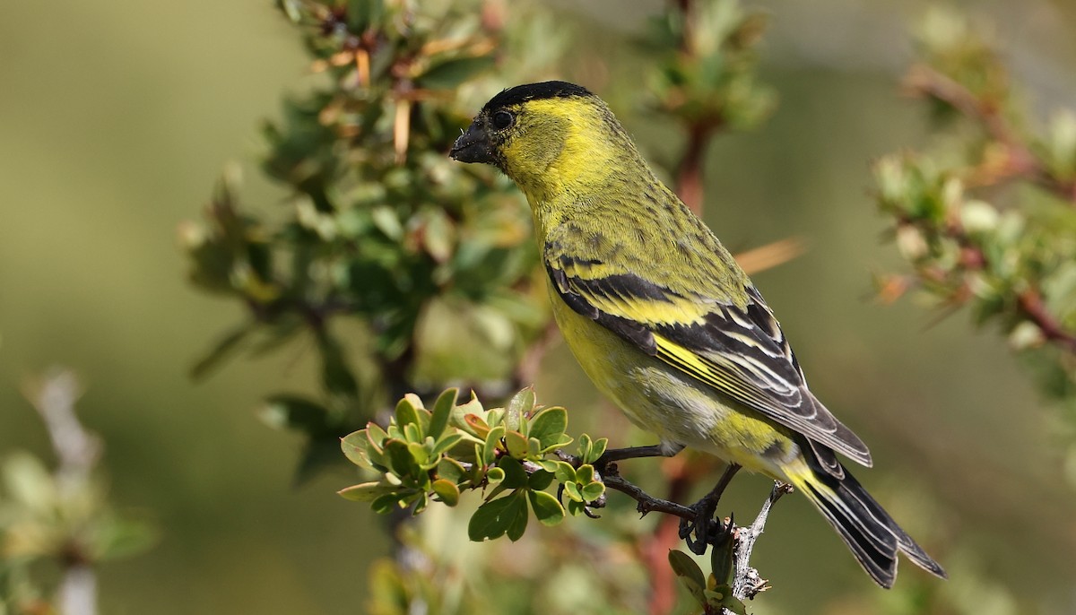 Black-chinned Siskin - ML613124279