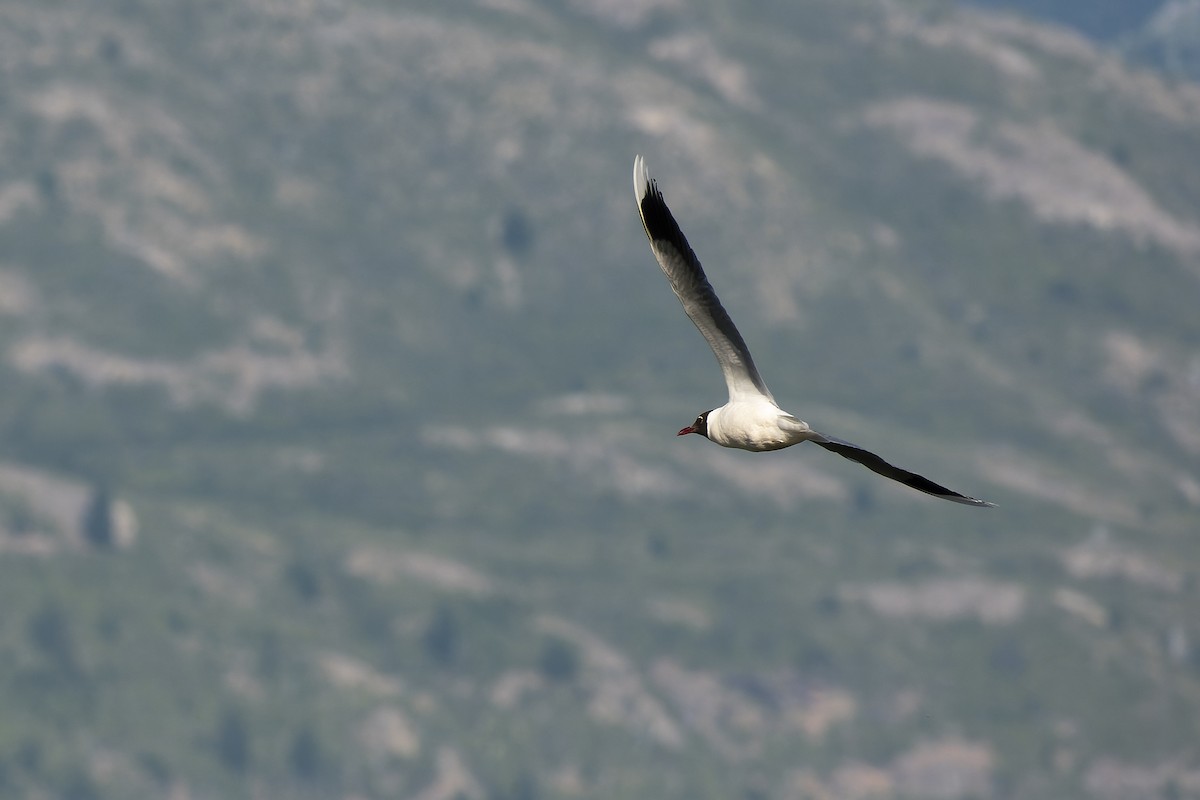 Brown-hooded Gull - ML613124285