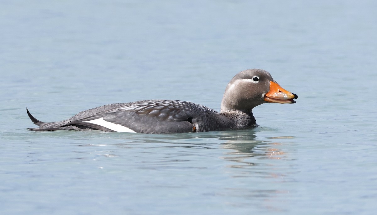 Flying Steamer-Duck - ML613124290