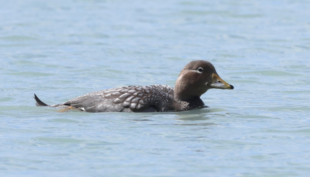 Flying Steamer-Duck - ML613124291