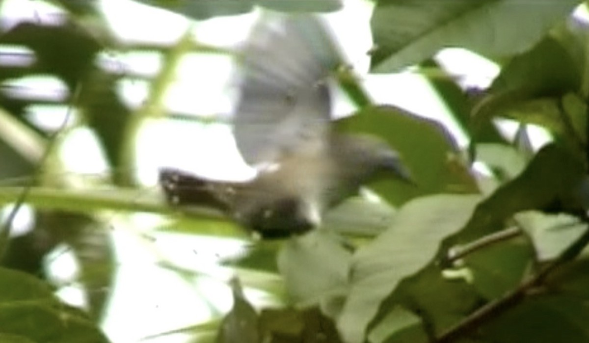 Seychelles White-eye - ML613124307