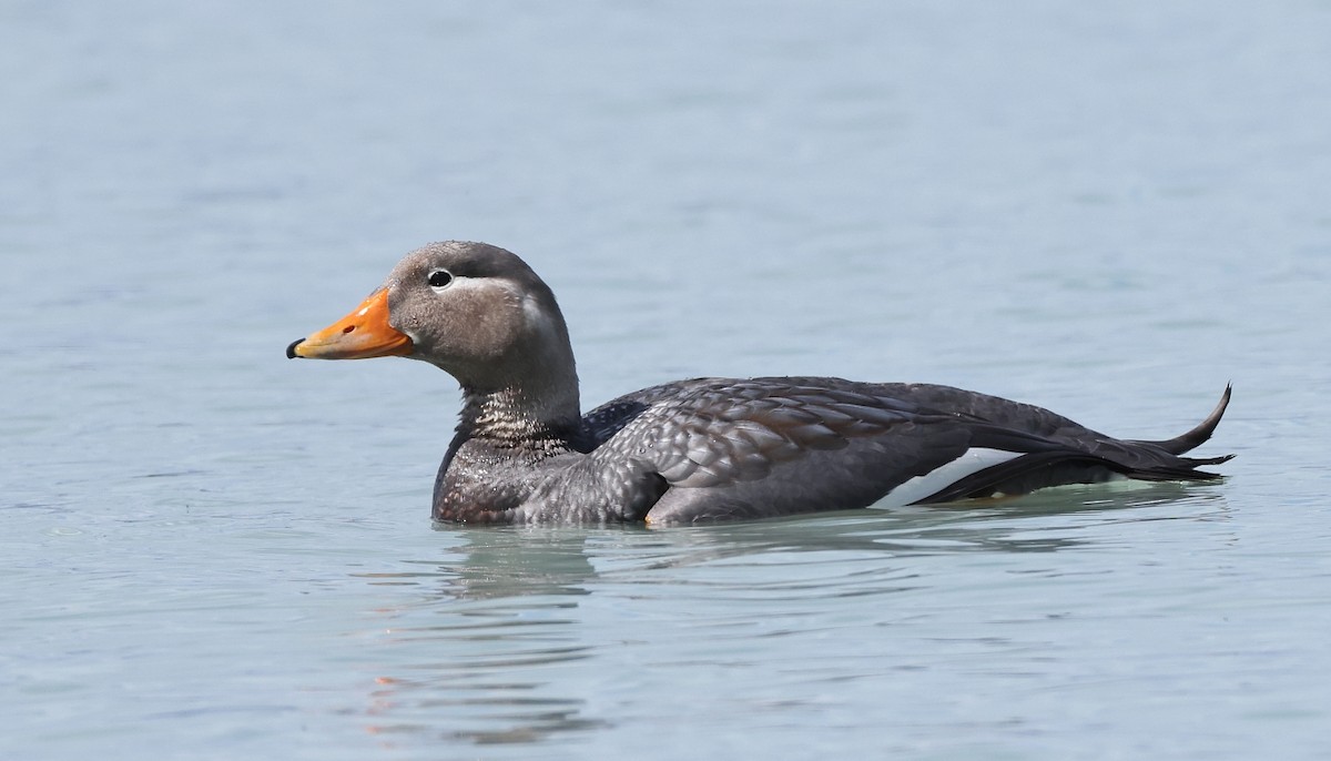 Flying Steamer-Duck - ML613124337