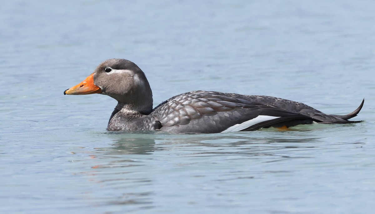 Flying Steamer-Duck - ML613124338