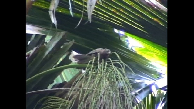 Seyşeller Kara Papağanı - ML613124343