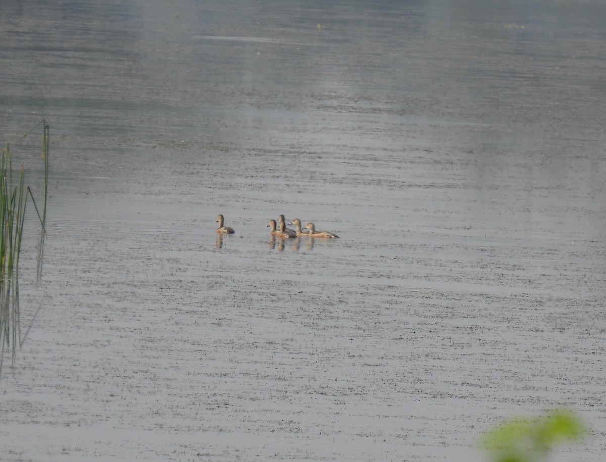 Lesser Whistling-Duck - ML613124376