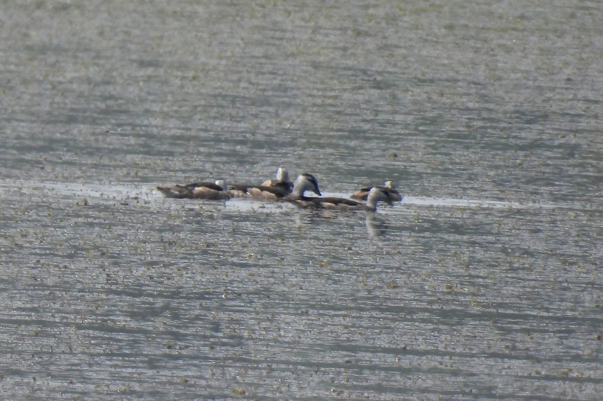 Cotton Pygmy-Goose - ML613124404