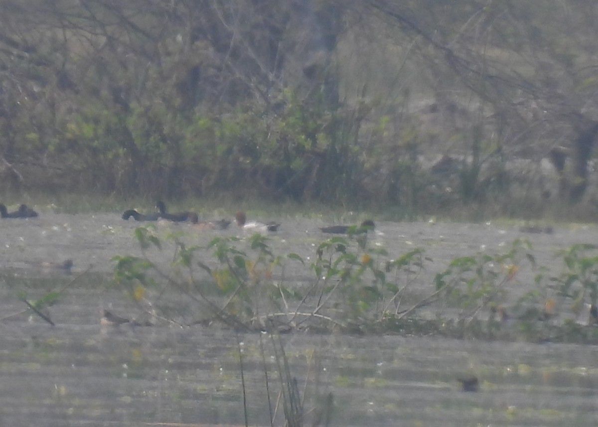 Eurasian Wigeon - ML613124423