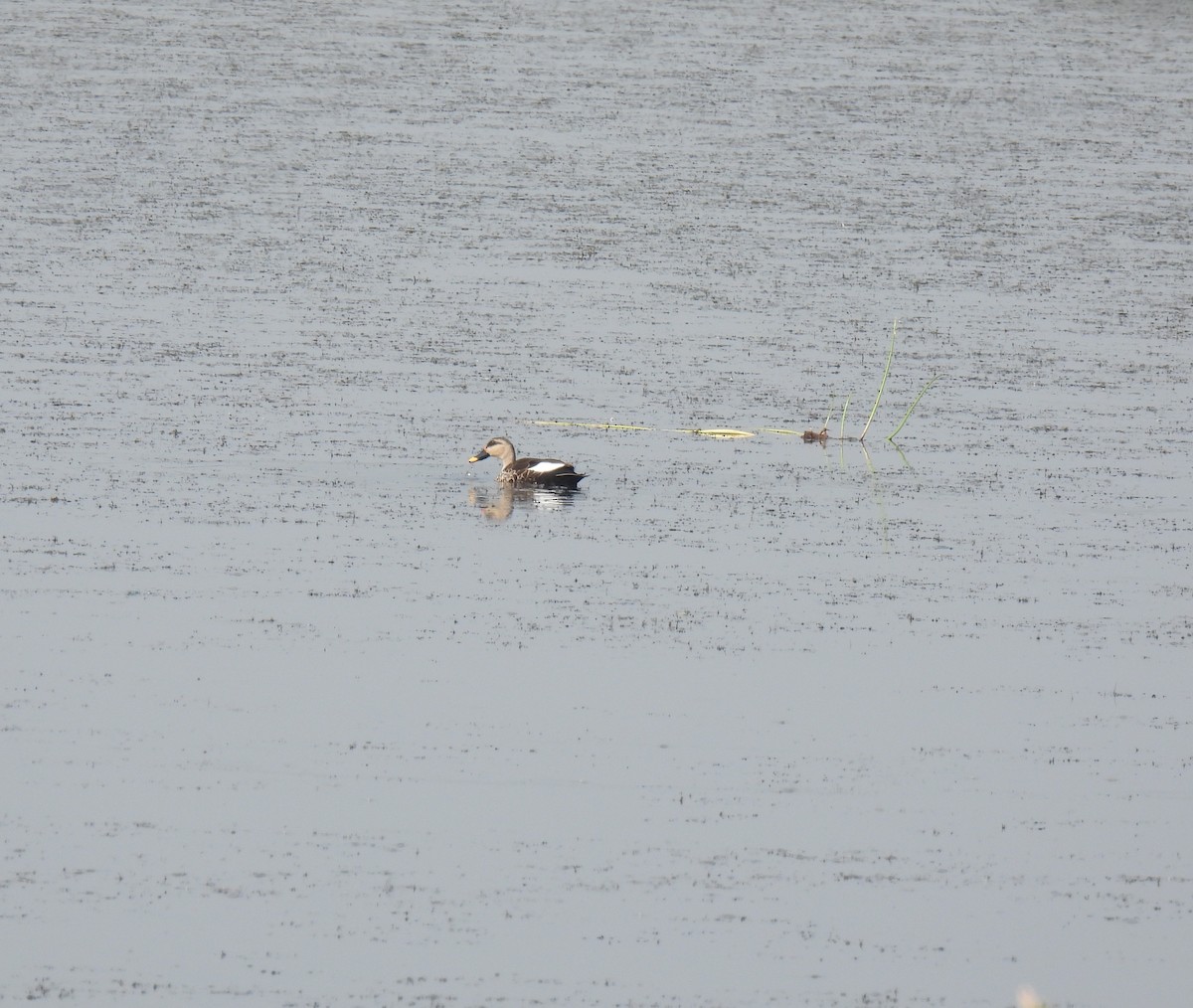 Indian Spot-billed Duck - ML613124441