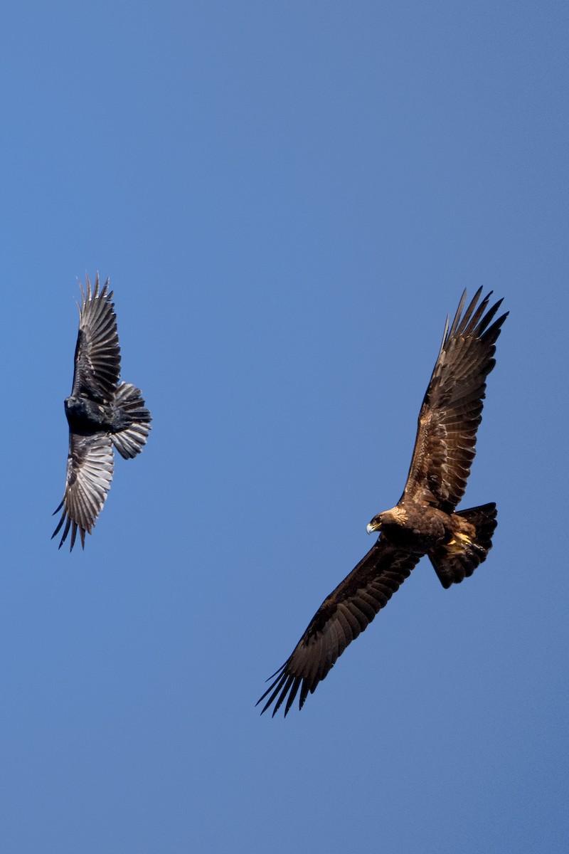 Águila Real - ML613124470
