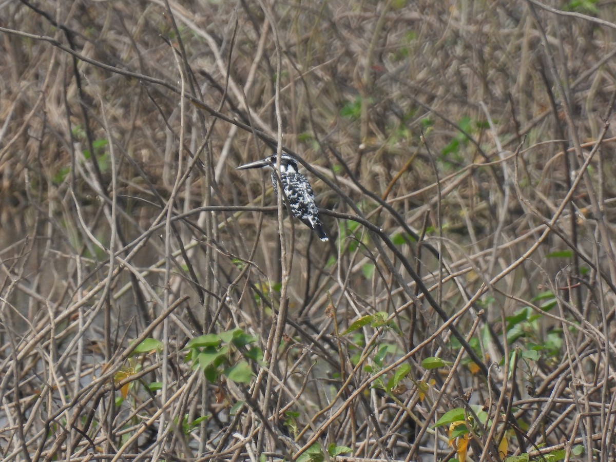 Pied Kingfisher - ML613124476