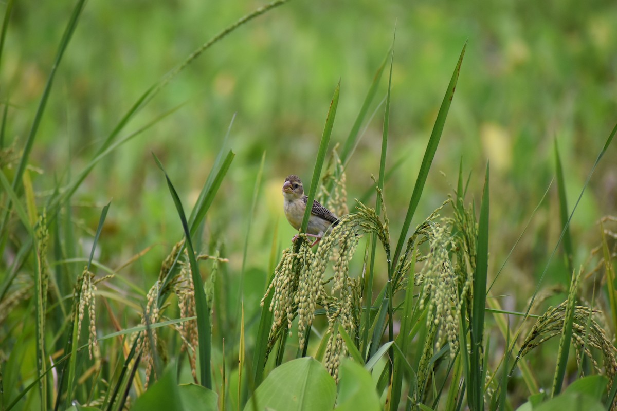 Baya Weaver - ML613124478
