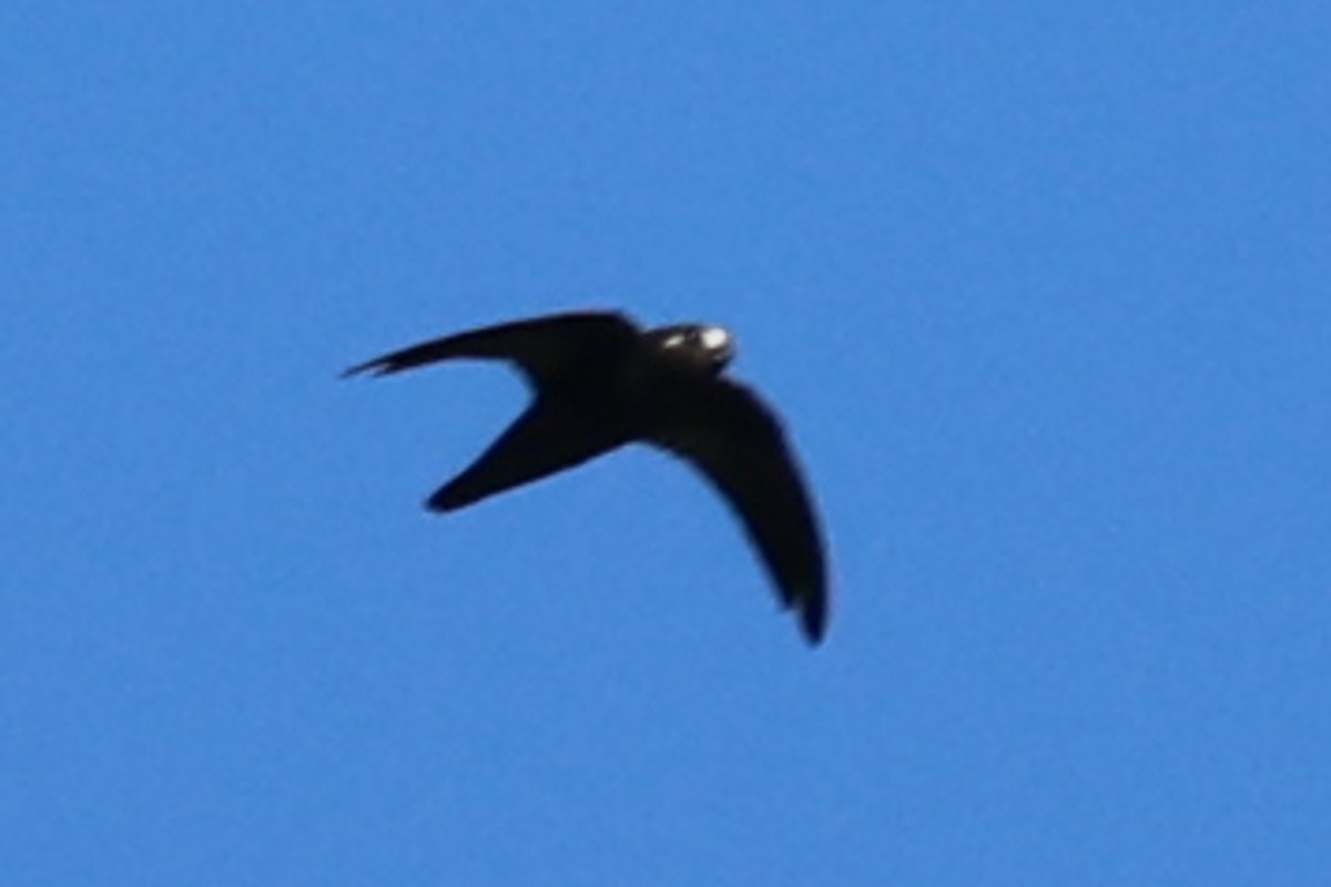 Spot-fronted Swift - ML613124547
