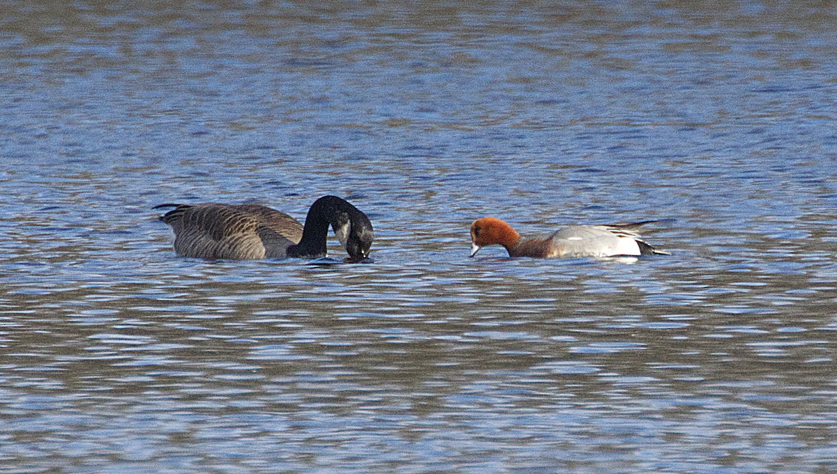 Eurasian Wigeon - ML613124557