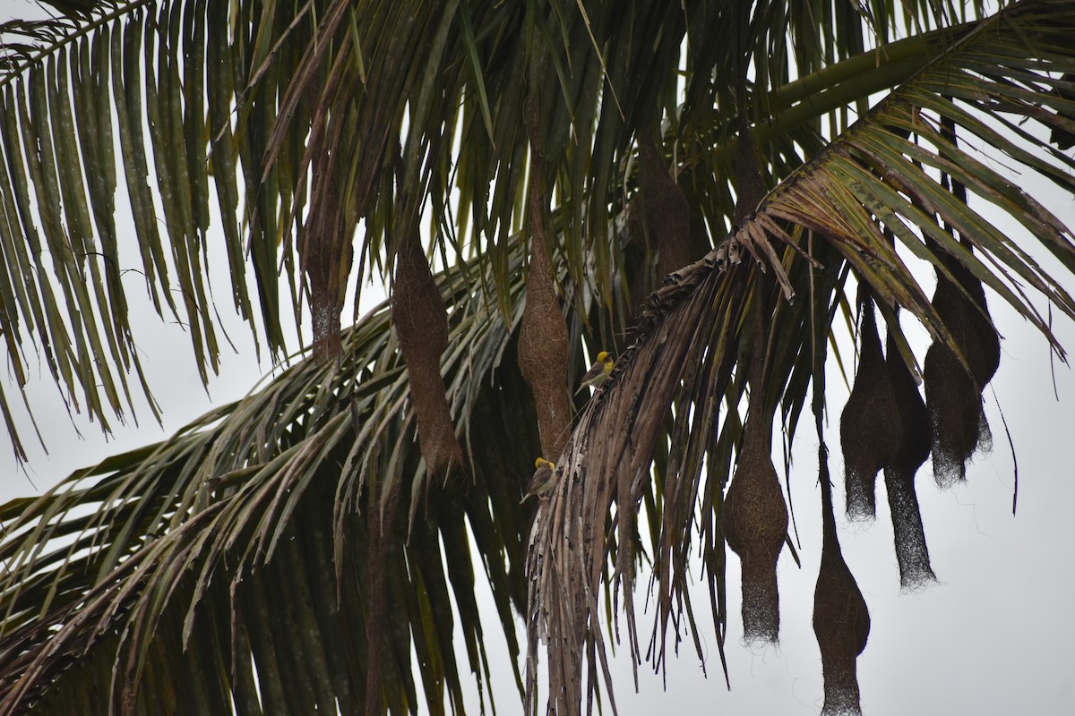 Baya Weaver - ML613124588