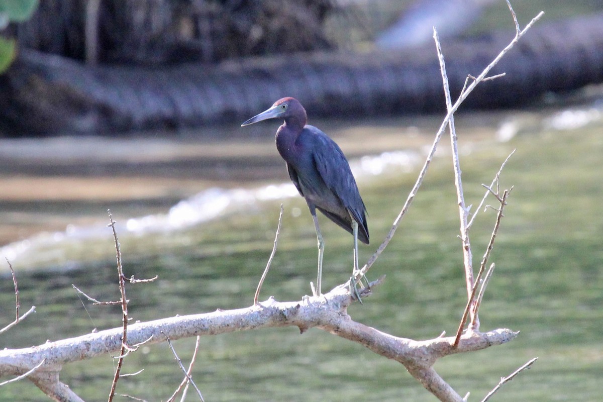 Little Blue Heron - ML613124644