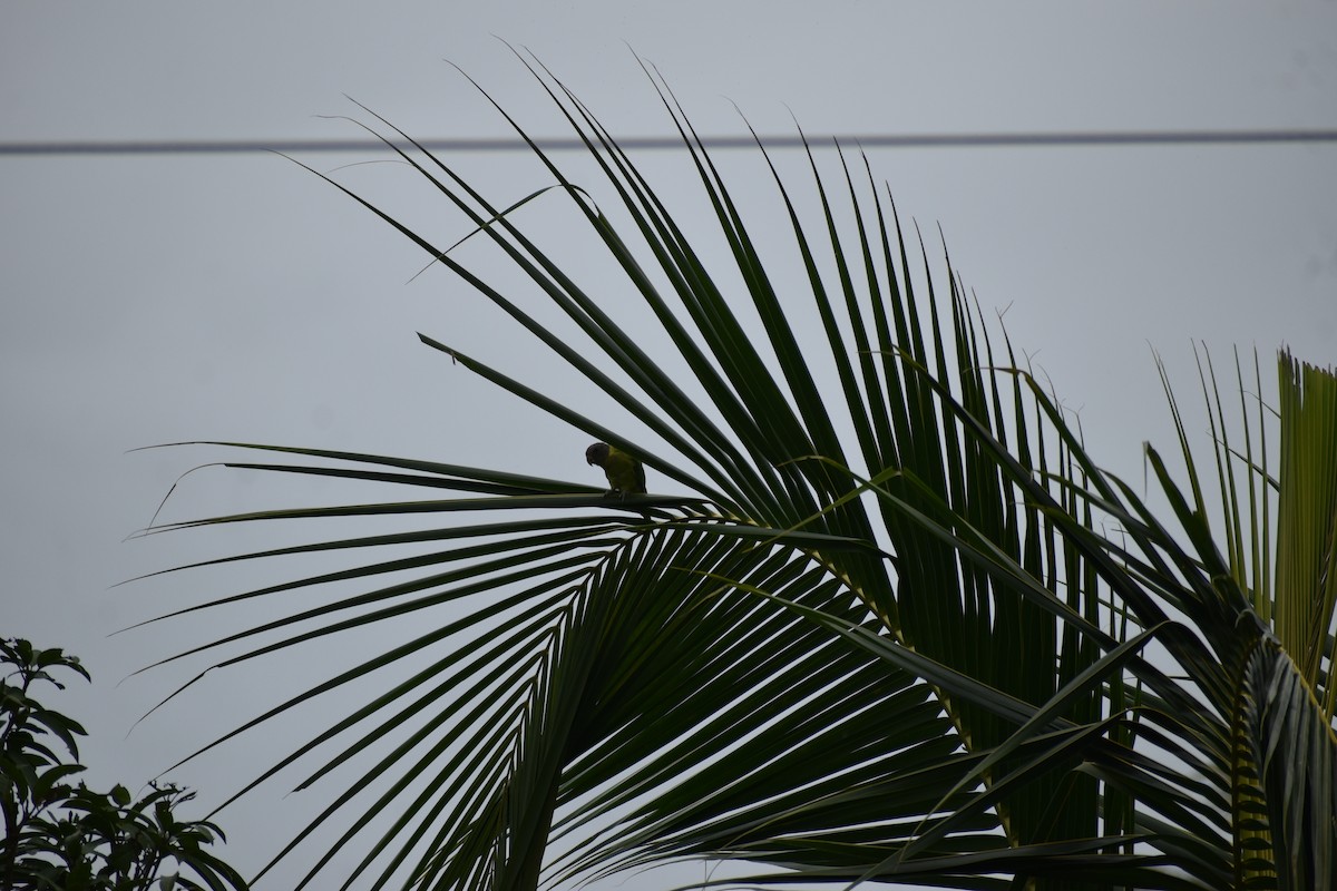 Plum-headed Parakeet - ML613124668