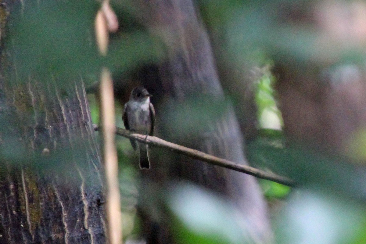 pewee sp. (Contopus sp.) - ML613124678