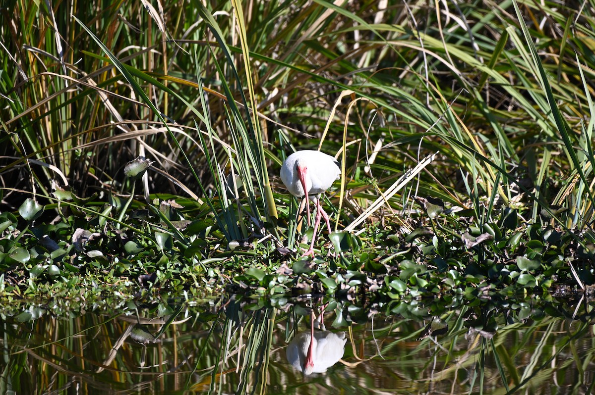 White Ibis - ML613124681