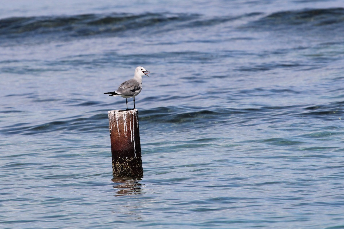 Gaviota Guanaguanare - ML613124728