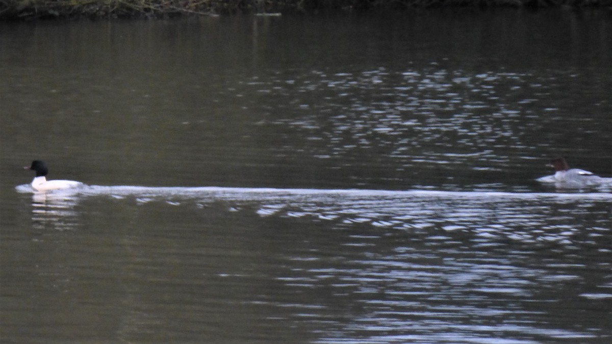 Common Merganser - ML613124746