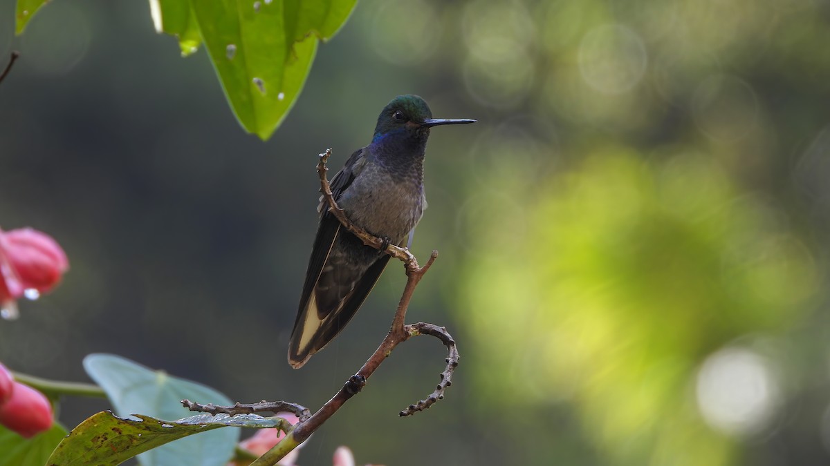 Green-backed Hillstar - ML613124775