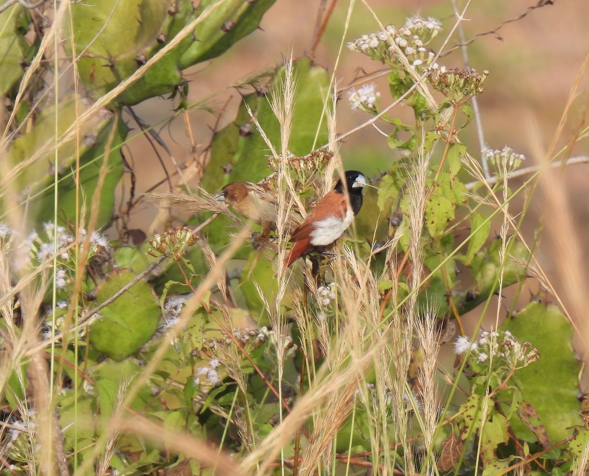 Tricolored Munia - ML613124796