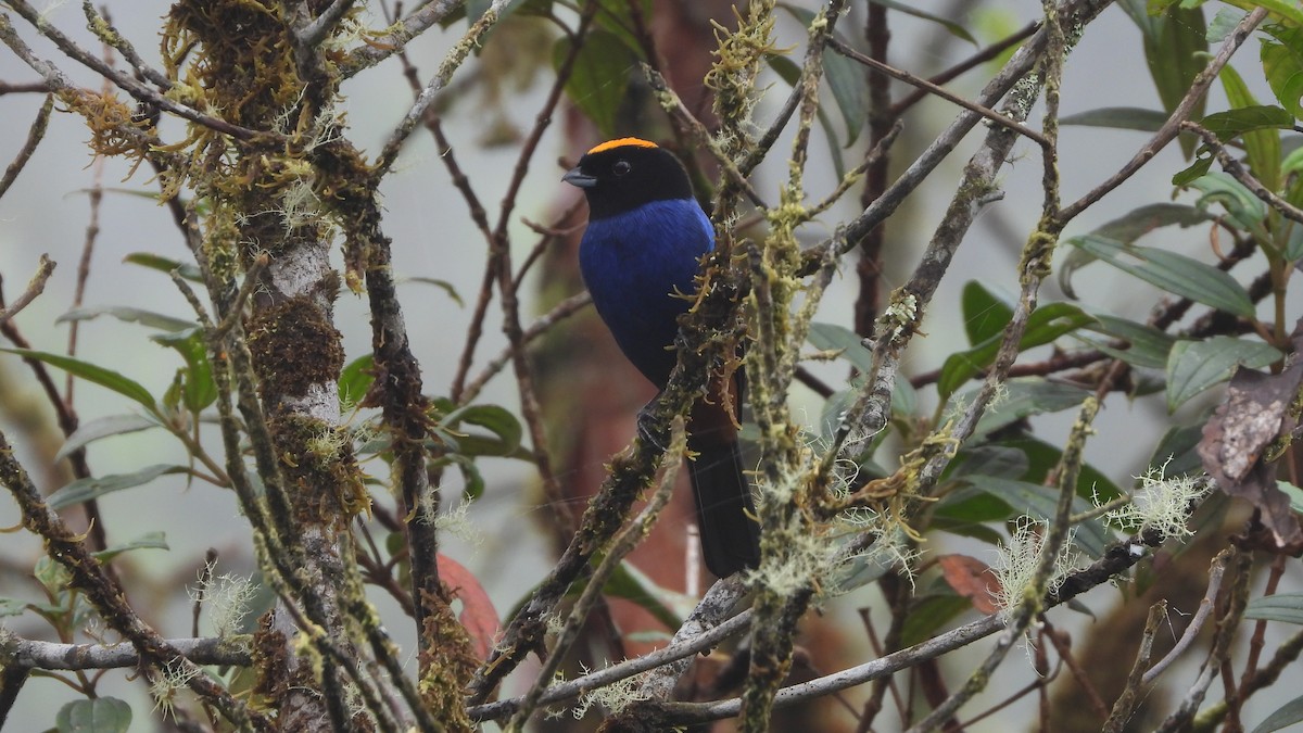 Golden-crowned Tanager - ML613124811