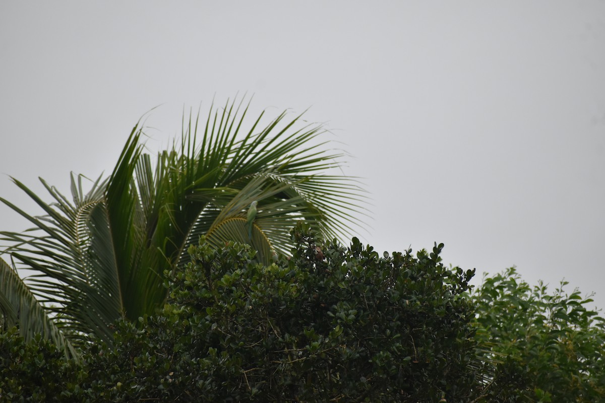 Rose-ringed Parakeet - ML613124829