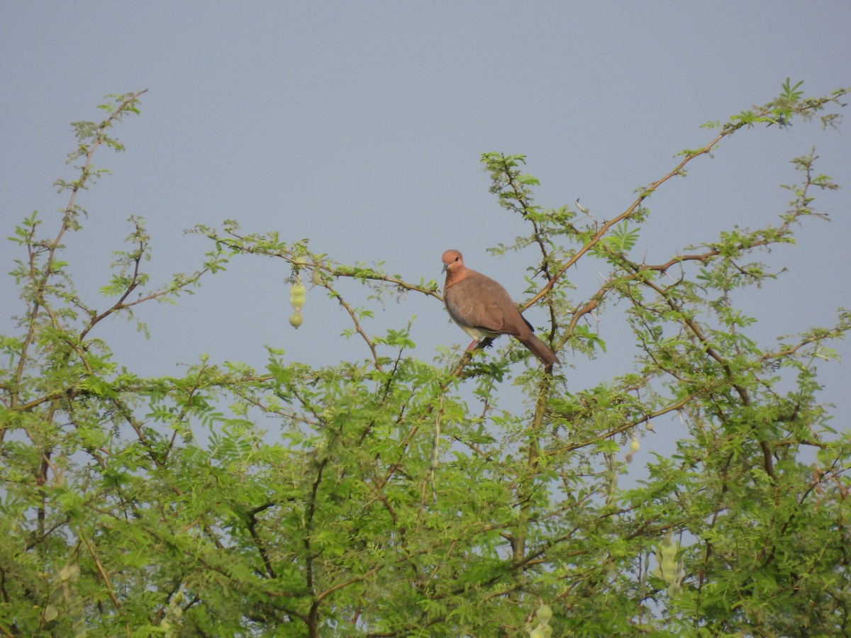 Laughing Dove - ML613124849