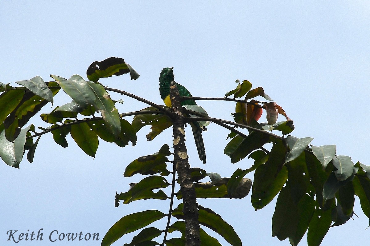 African Emerald Cuckoo - ML613124851