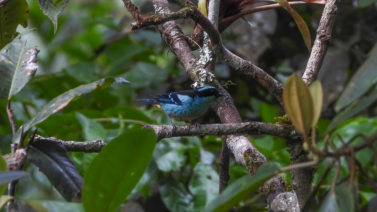 Blue-browed Tanager - Jorge Muñoz García   CAQUETA BIRDING