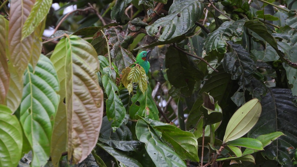 Orange-eared Tanager - ML613124867