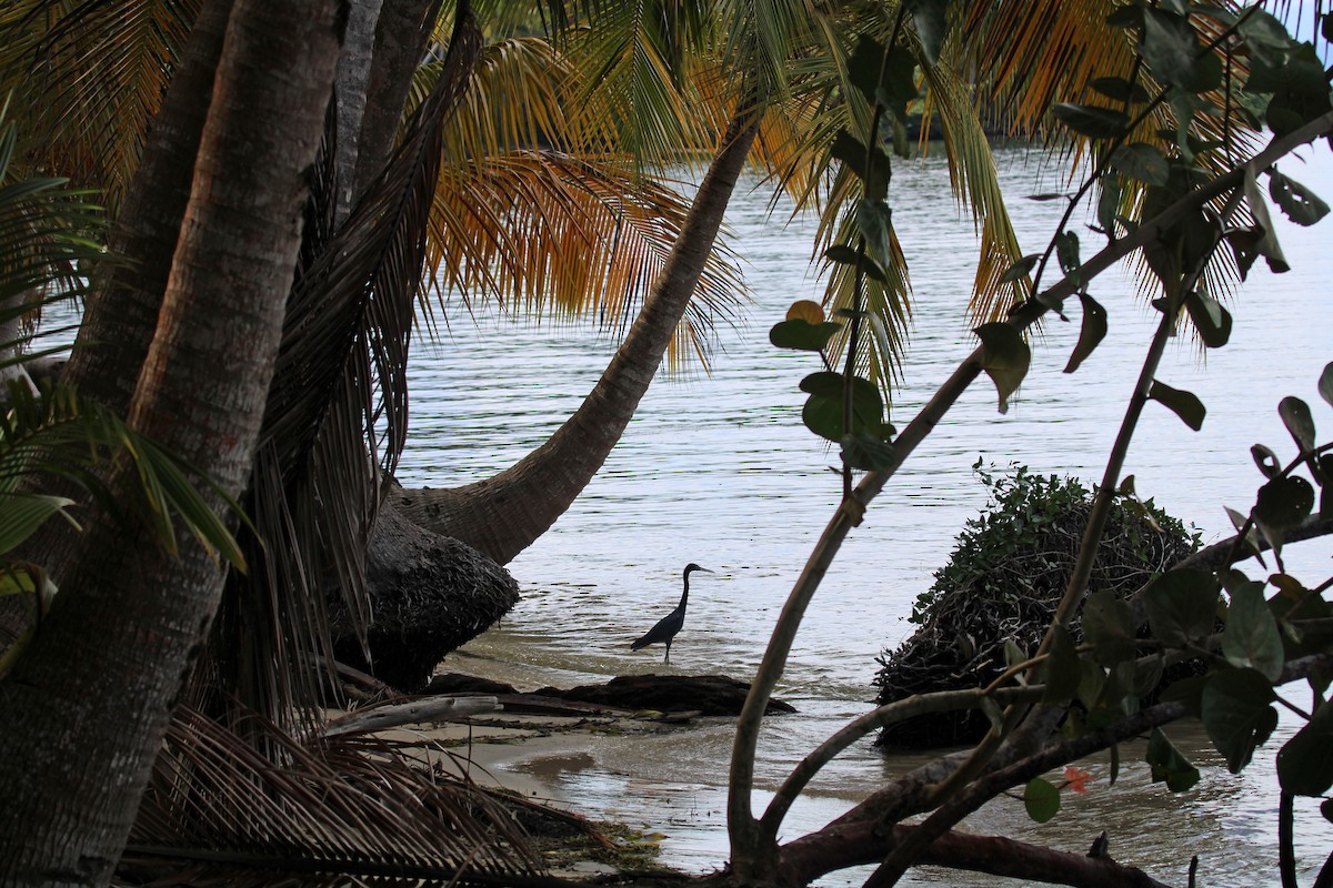 Little Blue Heron - ML613124880