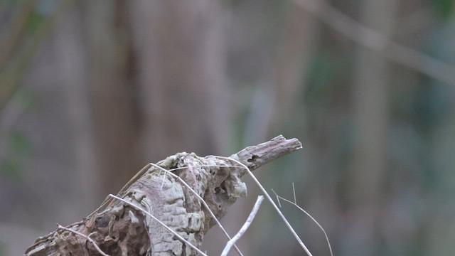 Eurasian Wren (Eurasian) - ML613124883