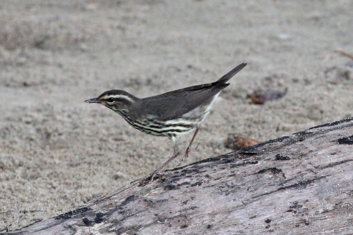 Northern Waterthrush - ML613124894