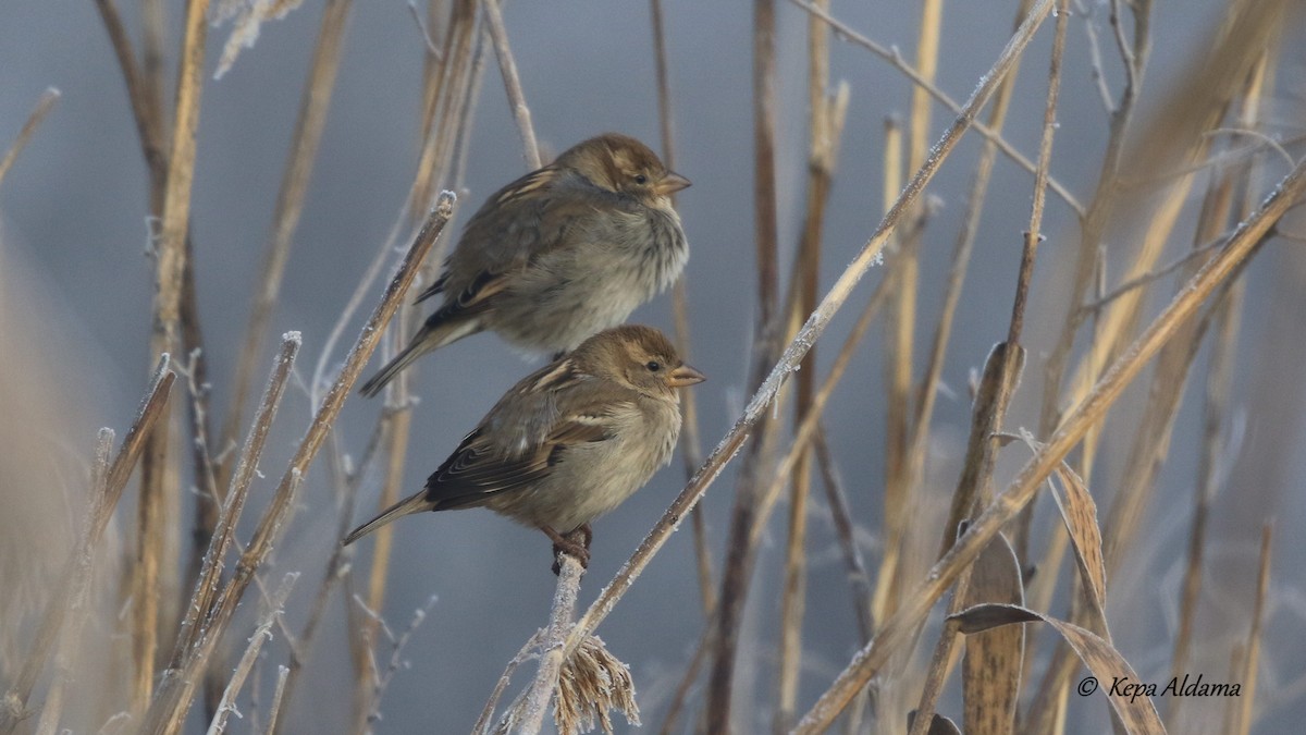 Spanish Sparrow - ML613124909