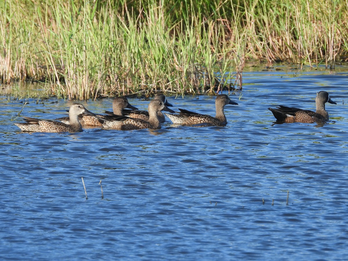 Blue-winged Teal - ML613124935