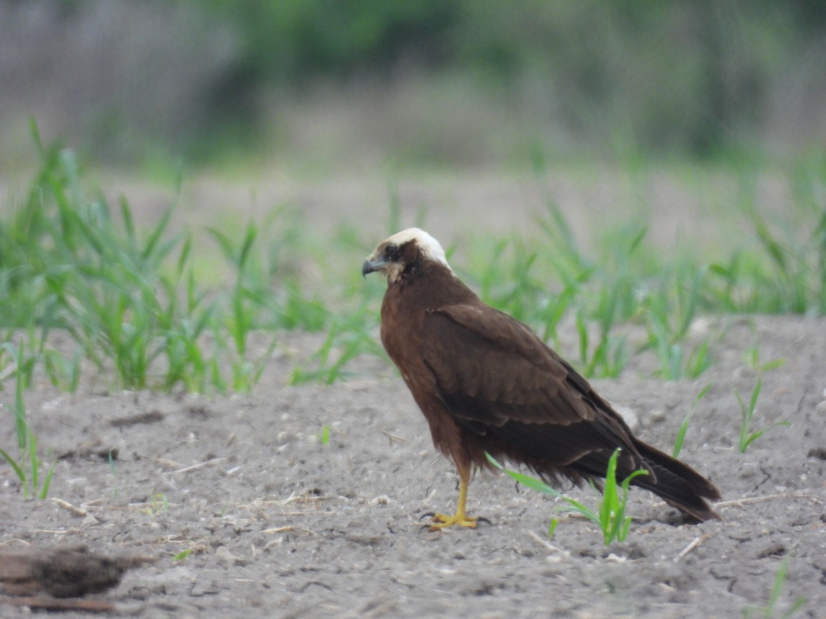 Western Marsh Harrier - ML613124981