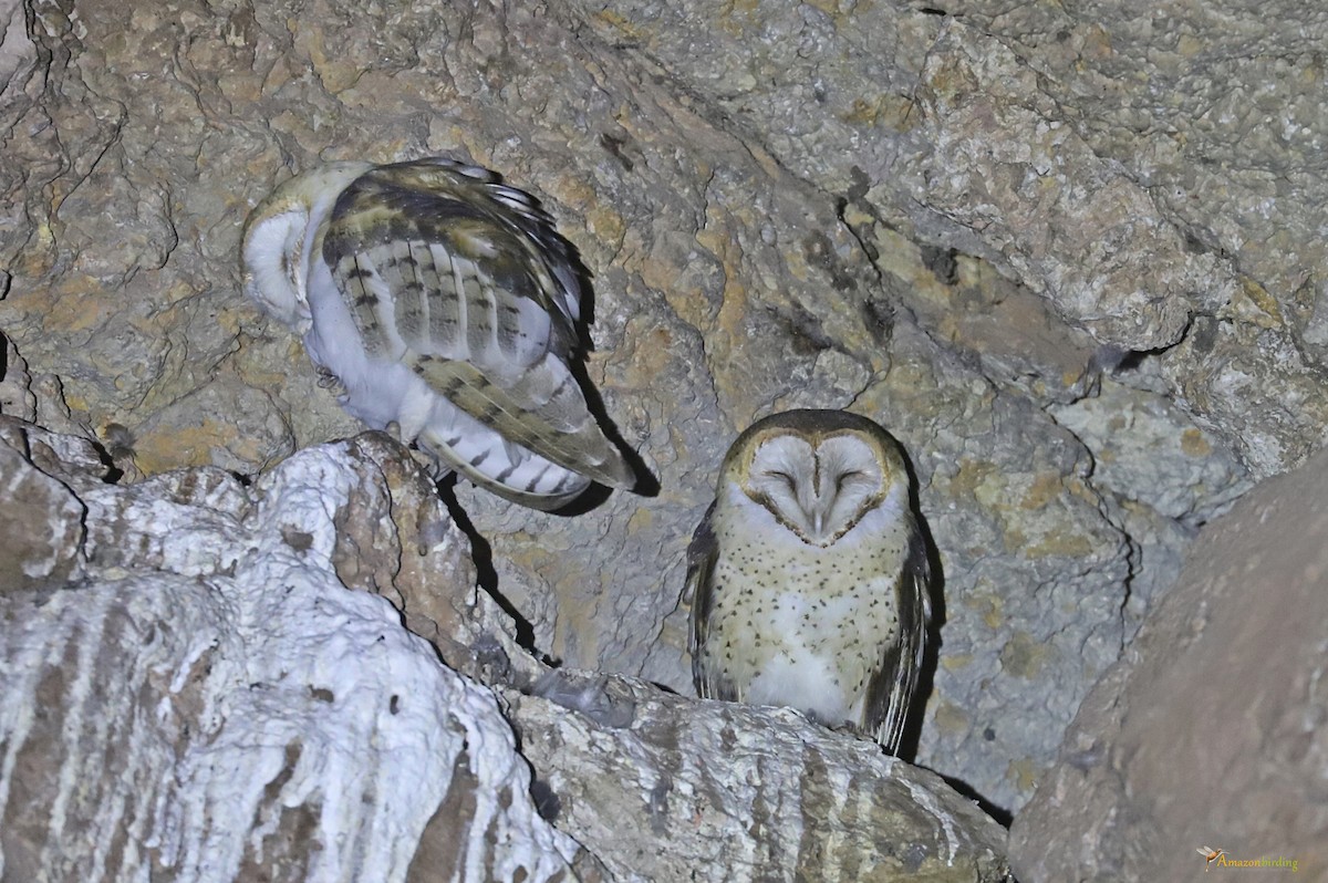 American Barn Owl - ML613124992