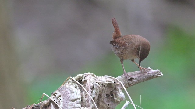 Eurasian Wren (Eurasian) - ML613125004