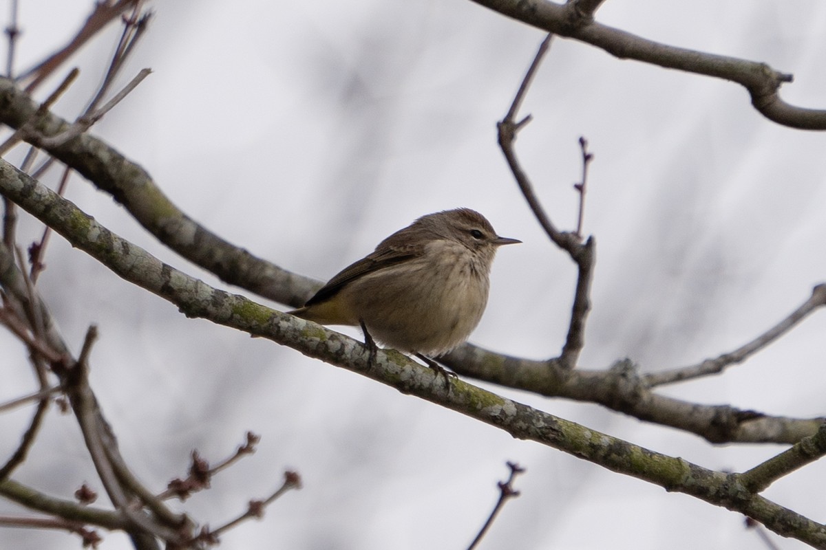 Palm Warbler (Western) - ML613125006