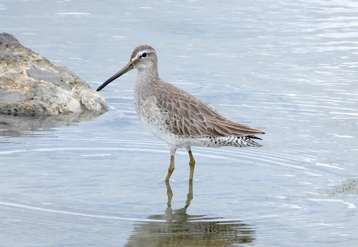 Short-billed Dowitcher - ML613125022