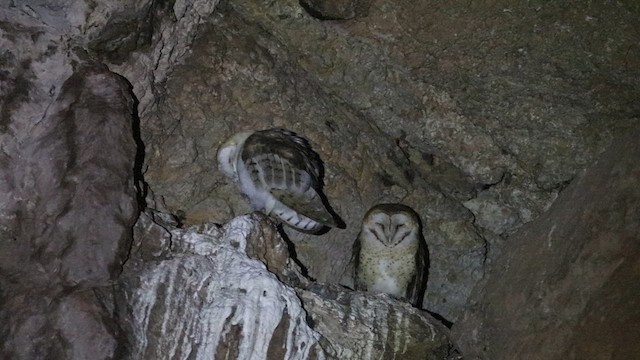 Barn Owl - ML613125049