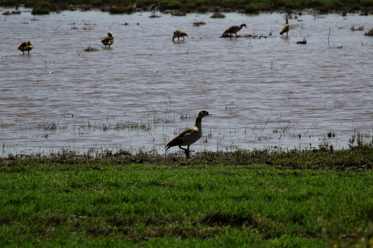 Egyptian Goose - ML613125057