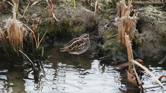 Jack Snipe - ML613125072