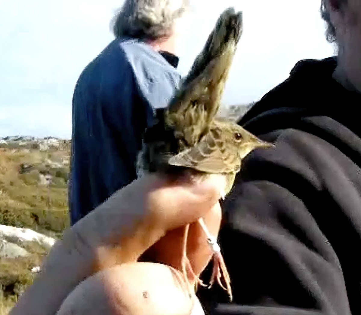 Lanceolated Warbler - Eric Francois Roualet