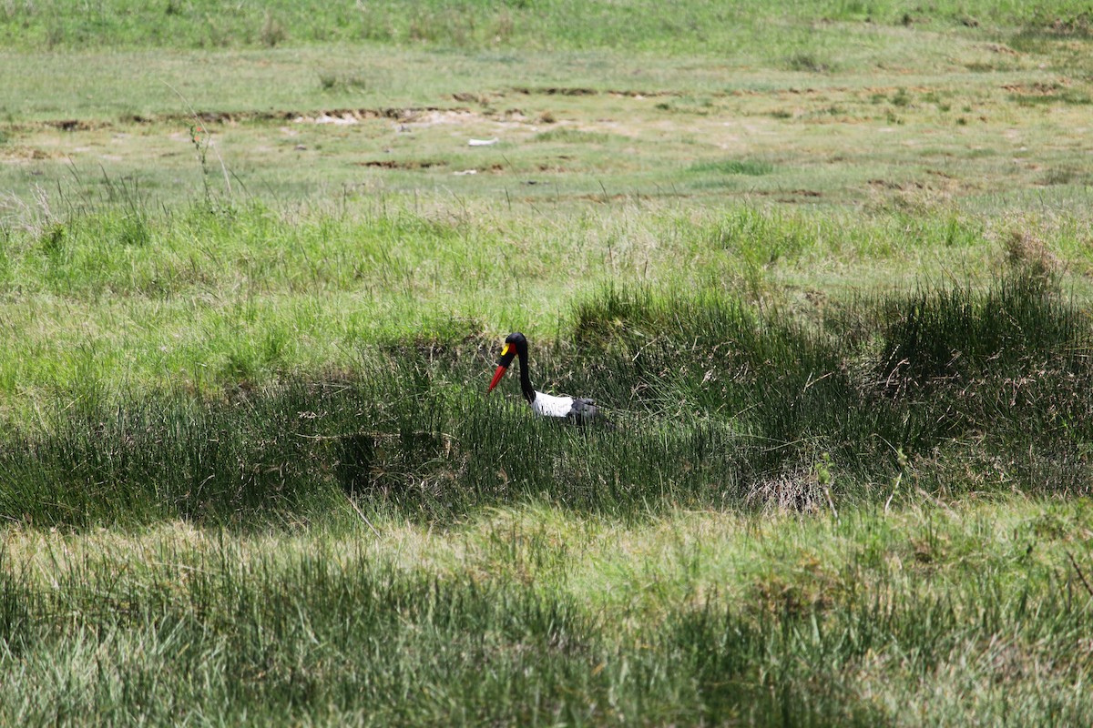 Saddle-billed Stork - ML613125126